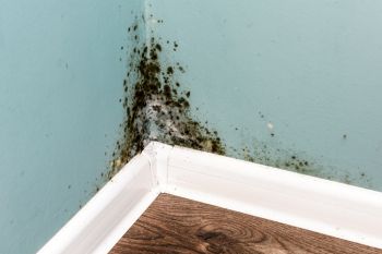 Mold Remediation in Boca Raton, Florida by True Clean Emergency Restoration LLC