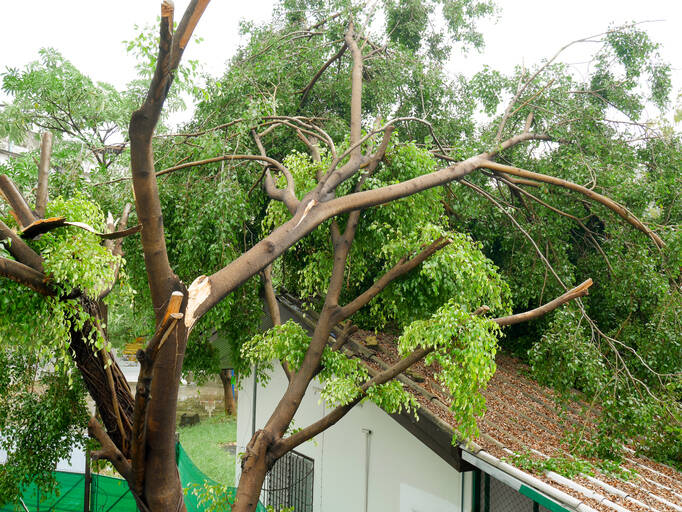 Fallen Tree Damage Restoration by True Clean Emergency Restoration LLC